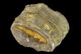 Pair Of Fused Fossil Fish (Xiphactinus) Vertebrae - Kansas #139321-1